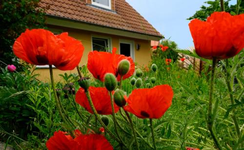 a group of red flowers in front of a house at Ferienwohnung in der Uckermark am Oberuckersee OT Warnitz in Warnitz