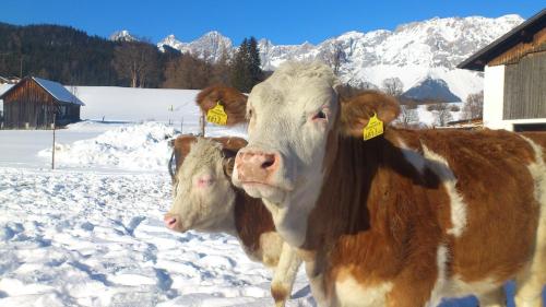 two brown and white cows standing in the snow at Brandstätterhof in Schladming