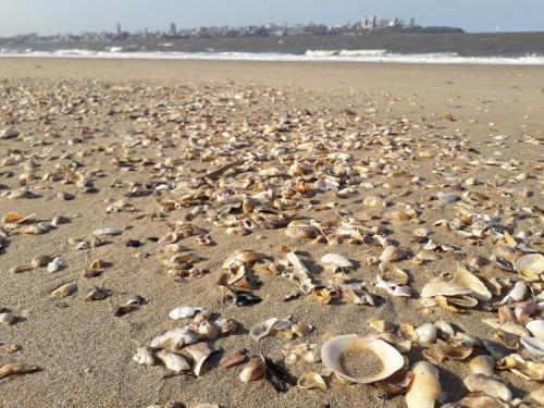 a beach filled with lots of shells on the sand at Wonna Bay Vila Lodge-Catembe in Maputo