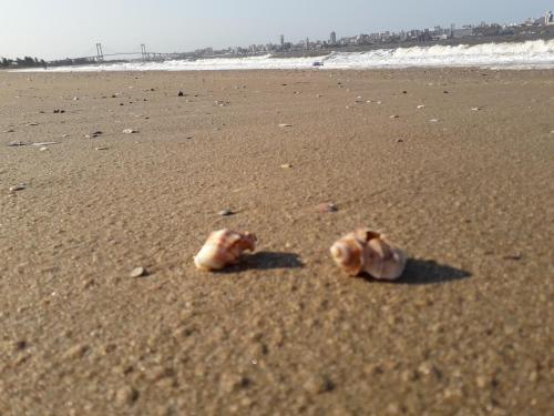 two dogshells sitting on the sand at the beach at Wonna Bay Vila Lodge-Catembe in Maputo