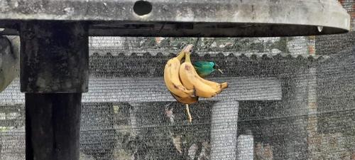 Binatang di homestay atau berdekatan