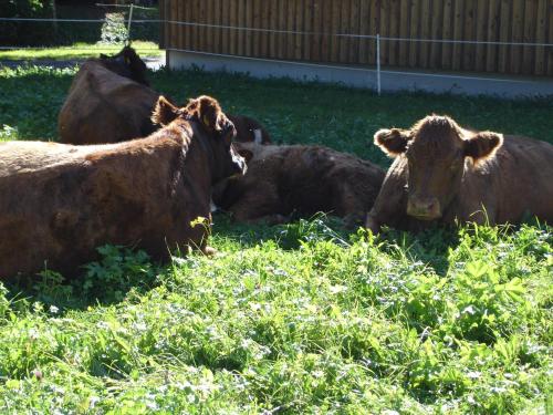 a group of cows laying in the grass at Haus Telisia in Klösterle am Arlberg