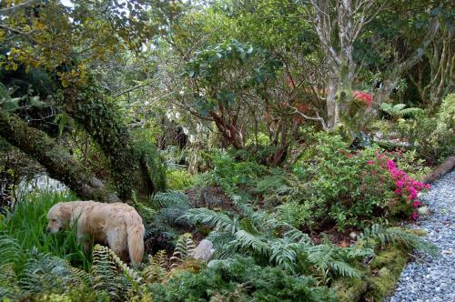a garden with two polar bears in the grass at Oak Lodge in Greymouth