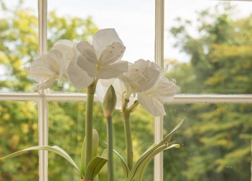 a group of white flowers sitting in a window at Bankton Rooms & Lodges in Livingston