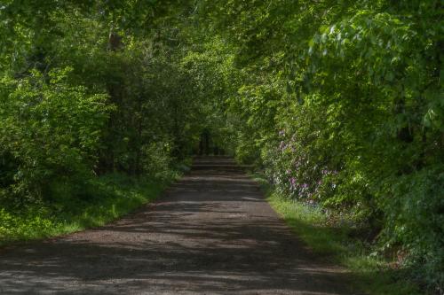 a tree lined dirt road with trees and flowers at Bankton Rooms & Lodges in Livingston