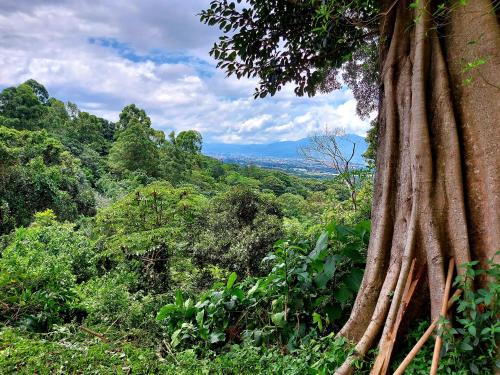 a tree in the middle of a forest at Hotel Monte Campana Heredia in Birrí