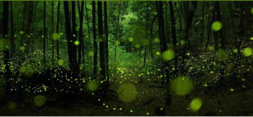 a forest filled with lots of green trees at Lakeside 46 in Chinan