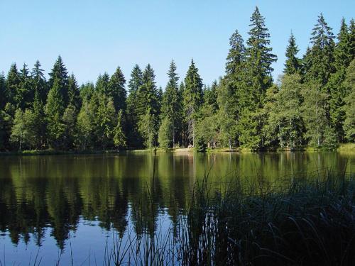 a view of a lake with trees in the background at Hotel Haus am Ahorn in Schöneck