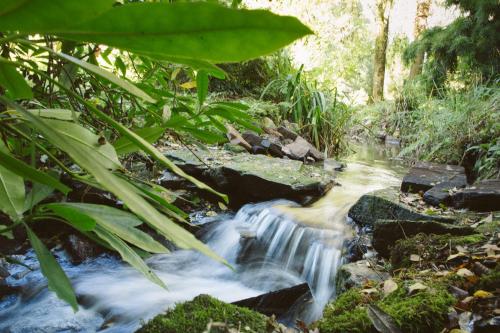 a stream in a forest with rocks and plants at Chycara in Truro