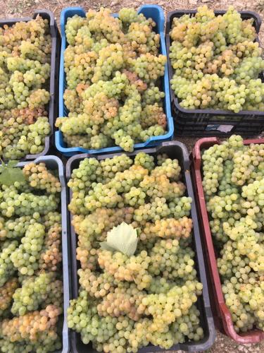 a bunch of grapes in baskets on the ground at Wineyards Salin in Turda