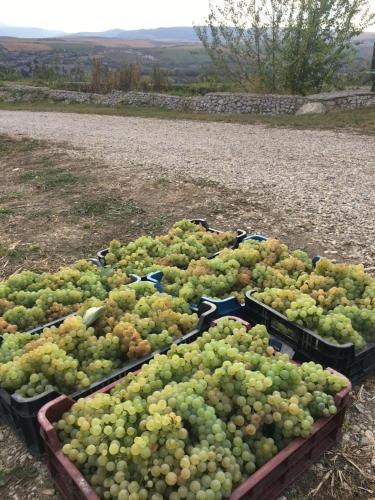 a bunch of green grapes in boxes on a field at Wineyards Salin in Turda