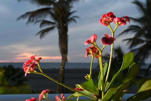 a group of flowers with a palm tree in the background at Hermoso apartamento con todas las comodidades acceso directo a la playa ubicado en el edificio Morros Epic in Cartagena de Indias