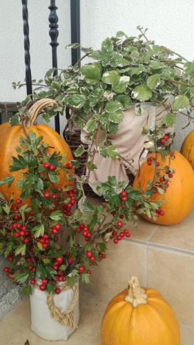 a christmas plant in a pot next to pumpkins at Constantin Panzió in Praid