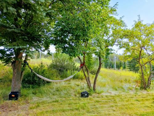 a hammock hanging between two trees in a field at Green Village in Calgary