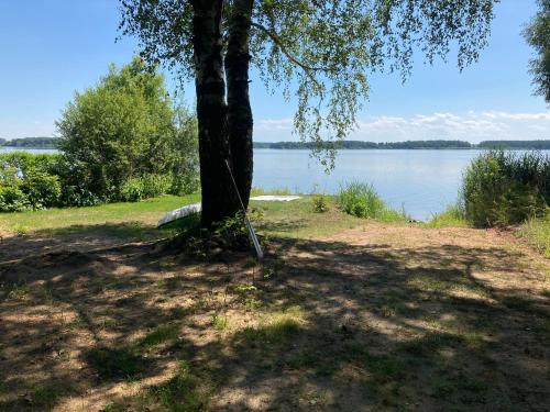 a tree sitting next to a body of water at Chaty Dvořiště in Lomnice nad Lužnicí