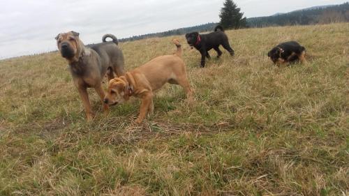 een groep honden in een grasveld bij Dom na rozdrożu in Ustrzyki Dolne