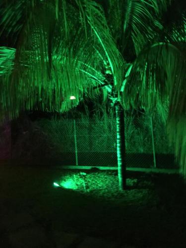 a palm tree in the dark with a green light at La villa de Christian in Baie-Mahault