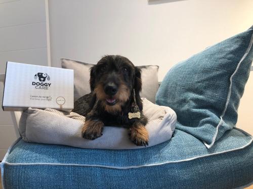 a dog sitting on a pillow on a bed at Maison del Bassotto in Numana