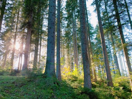 a forest of trees with the sun shining through them at Ausseerhaus im Grünen in Äussere Kainisch