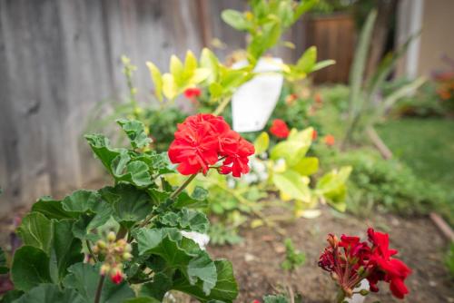 a group of red flowers in a garden at Great Stay in San Jose in San Jose