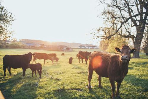 a herd of cows grazing in a field at Rowton Castle in Shrewsbury