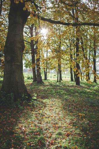 a group of trees in a park with leaves on the ground at Rowton Castle in Shrewsbury
