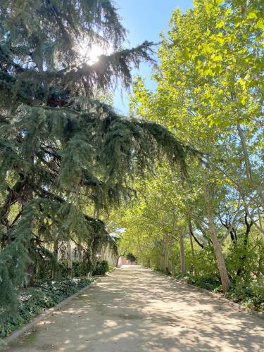 a tree draped over a dirt road at Hotel BESTPRICE Alcalá in Madrid