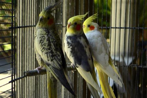 three birds sitting on a branch in a cage at Hotel Boutique La Albertina in San Martín Texmelucan de Labastida