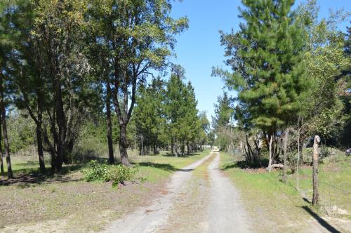 a dirt road with trees on both sides at Coyunche Cabañas y Camping Laja & San Rosendo in Laja