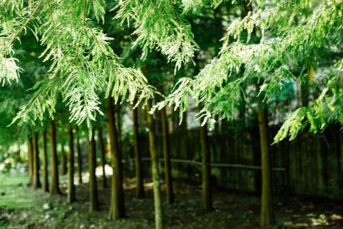 Billede fra billedgalleriet på Immanuel Forest Homestay i Puli