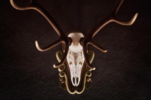 an animal skull with antlers on a black background at Dolomites Wellness Hotel Savoy in La Villa