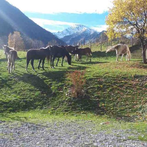 a group of horses grazing in a field at LES CHALETS D'AURE. in Aragnouet