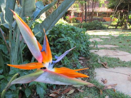 a brightly colored flower in a garden at Pousada Alquimia in Aiuruoca