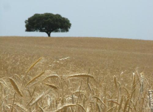 a tree in the middle of a field with a tree in the background at Hospedaria A Italiana in Moura