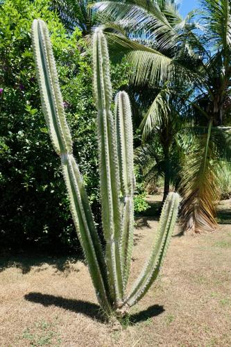 a large green cactus in a yard with palm trees at Lodges Balourou in Montjoly