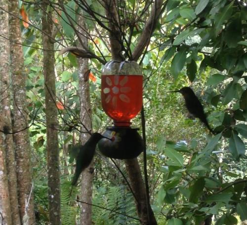 a red bird feeder hanging from a tree at El Cobijo in Chocontá