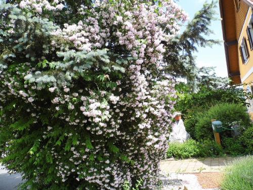 a large bush of pink flowers on a tree at Gästehaus Ulbl in Kitzeck im Sausal