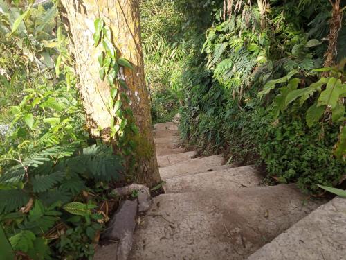 a stairway leading up to a tree in a forest at ECO Bedugul adventurer camp in Bedugul