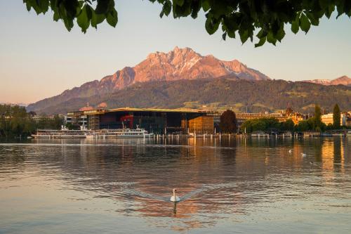 a swan in the water in front of a mountain at Grand Hotel National Luzern in Luzern