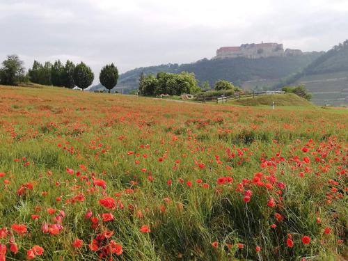 Natuurlandschap vlak bij het appartement