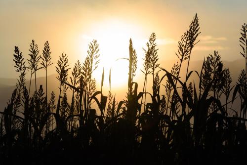 a field of tall grass with the sunset in the background at La Calma de Bellver in Bellver de Cerdanya 