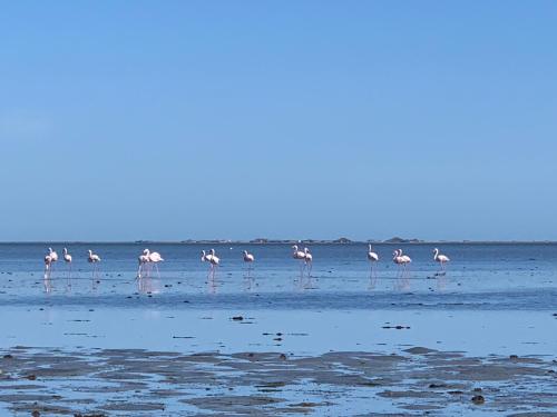 a flock of pink flamingos standing on the beach at Dar Lola Djerba in Houmt Souk