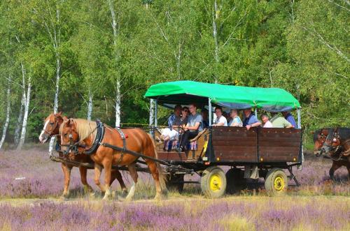 a group of people riding in a horse drawn carriage at Parkschlößchen in Maasdorf