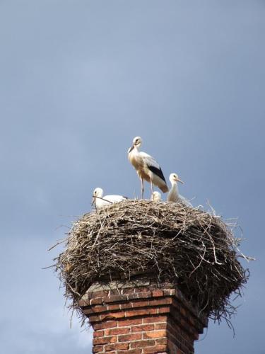 a group of birds sitting on top of a brick chimney at Parkschlößchen in Maasdorf