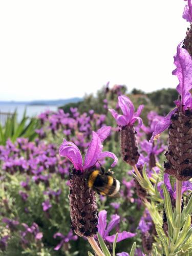a bee on a flower with purple flowers at HOLIDAY HVAR lux in Basina