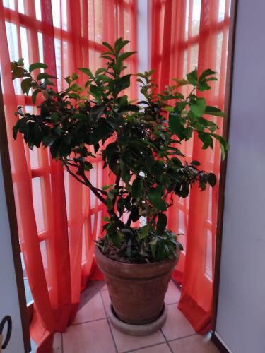 a plant in a pot sitting in a window at Hotel La Vela in Castelnuovo Rangone