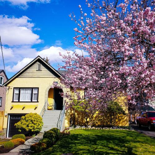 a house with a flowering tree in front of it at James Bay Inn Hotel, Suites & Cottage in Victoria