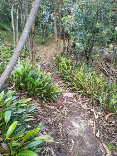 a dirt trail in a forest with plants and trees at Glamping Los Ángeles in Guasca