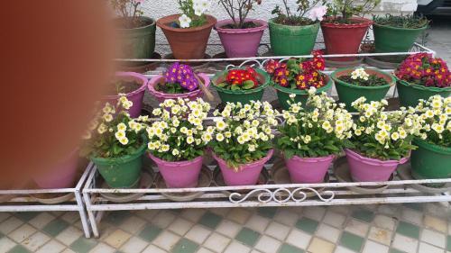 a bunch of flowers in pots on a table at Rosewood Estate in Chail