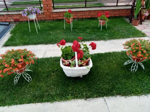 three potted plants on the grass in a yard at Apartment Elmari in Prilep